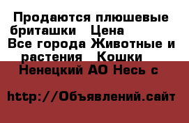 Продаются плюшевые бриташки › Цена ­ 2 500 - Все города Животные и растения » Кошки   . Ненецкий АО,Несь с.